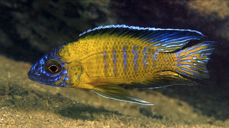 Aulonocara stuartgranti 'Usisya'